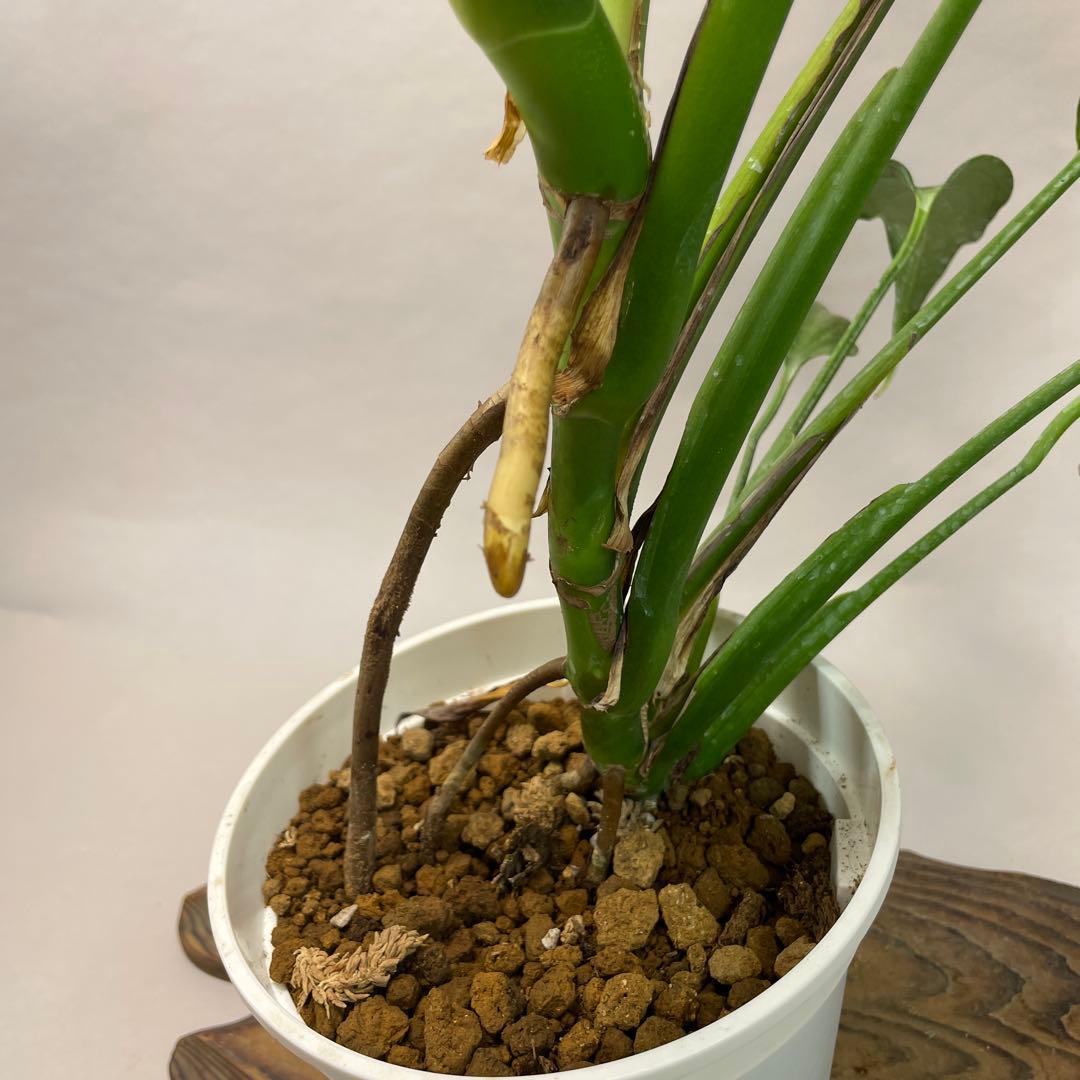 D*e様 a29モンステラ バールマルクスフレーム