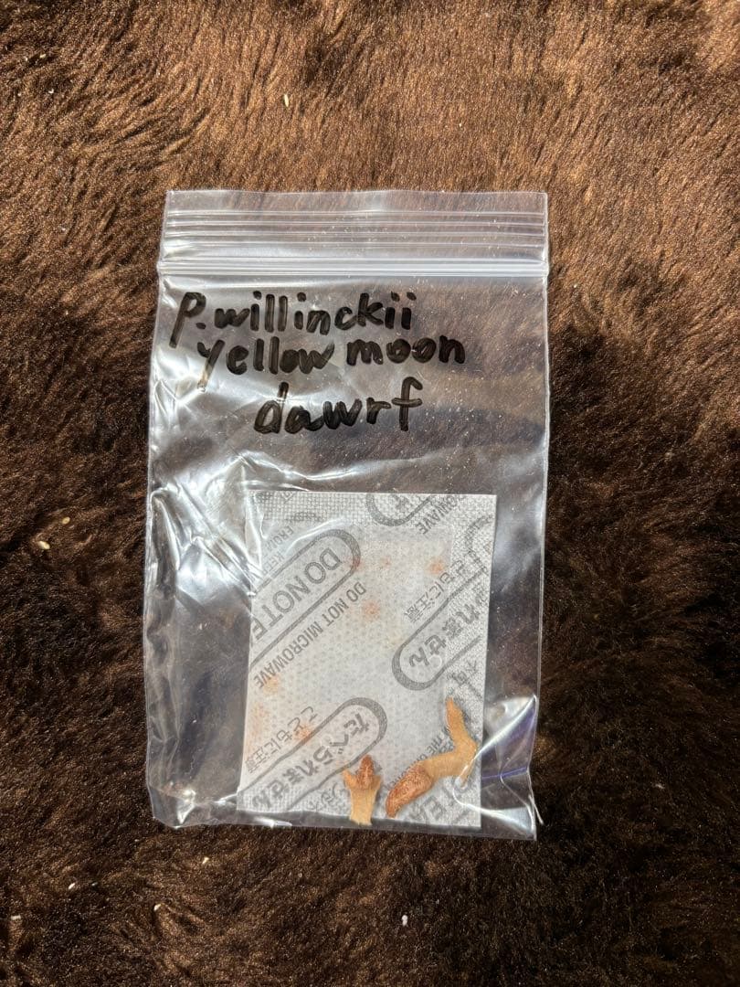 m*a様 P. willinckii Yellowmoon dwarf