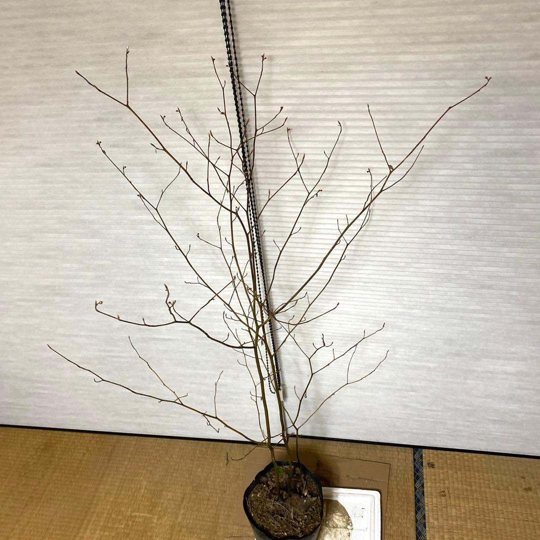 山採り　クロモジ　黒文字　クロモジ苗木 No1