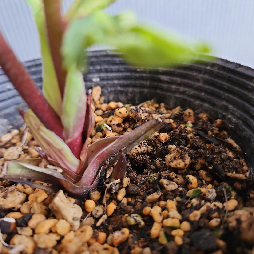 ★チャッピ様ご購入苗㉖-195㉖-294クリスマスローズ