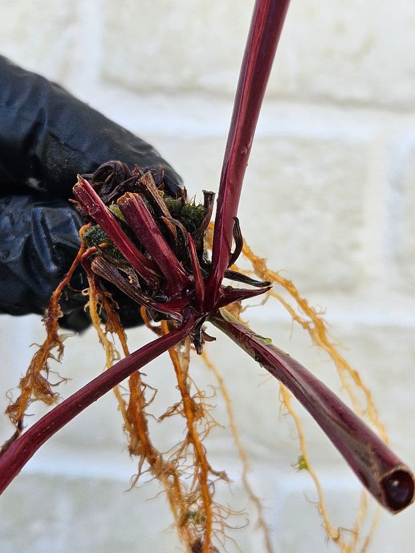 【逸品】食虫植物 サラセニア・イッセイ 一正園 充実株
