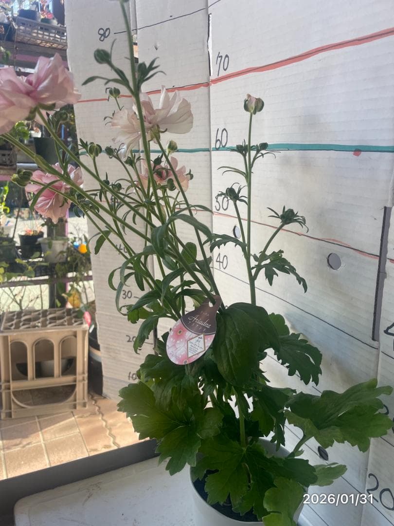 NEO　　ラナンキュラス ラックス 　6鉢