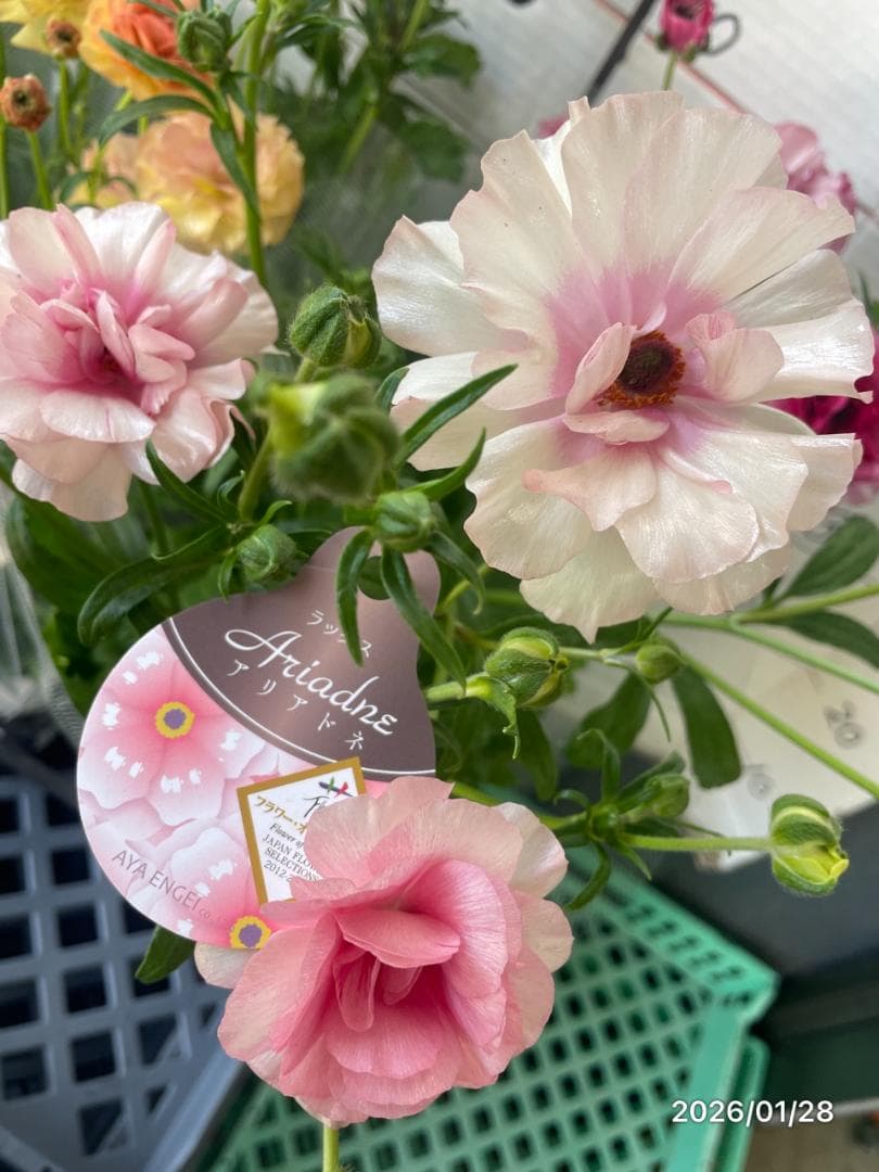 NEO　　ラナンキュラス ラックス 　6鉢