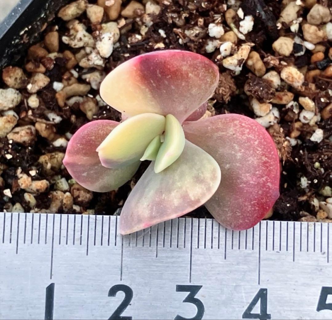 多肉植物　摘芯株　ブルーメタル錦　抜き苗