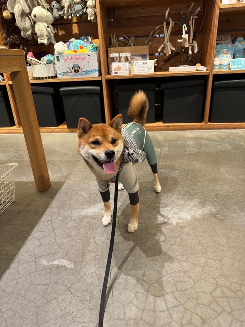 アルファアイコン　W.FULL DOG GUARD グリーン　新品　未使用