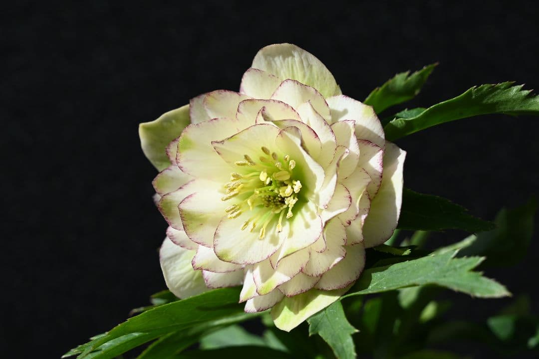 クリスマスローズ　ddグリーンリップピコティ　加藤農園