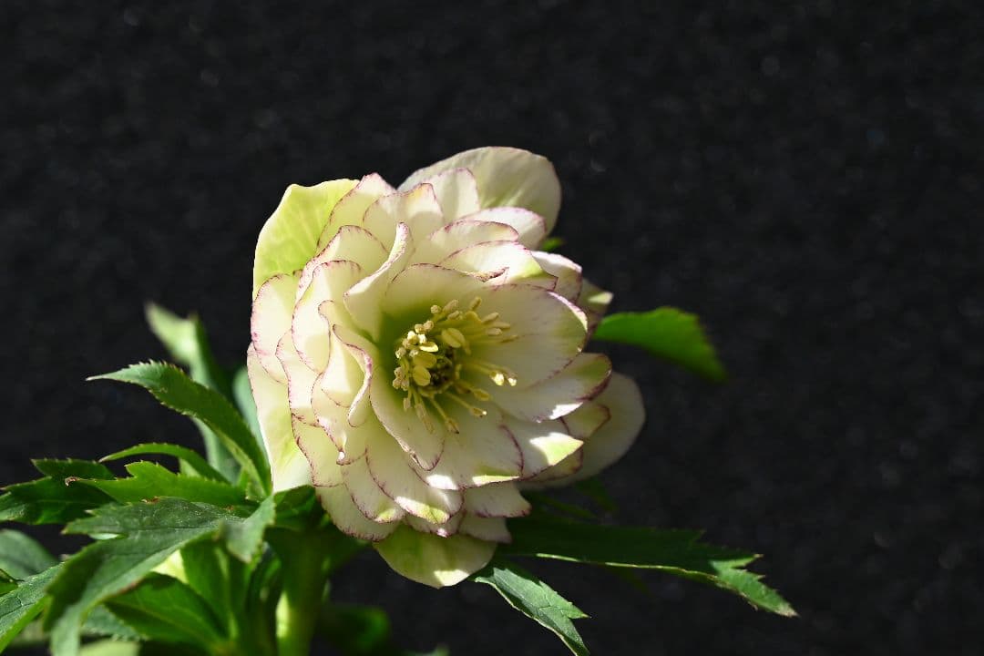 クリスマスローズ　ddグリーンリップピコティ　加藤農園