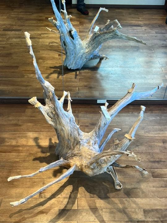 流木　特大　桧　ヒノキ　インテリア