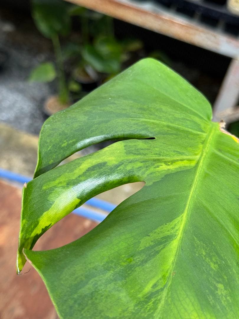 モンステラ　デリシオーサ　抹茶斑入り　グリーンオングリーン　美遺伝子株