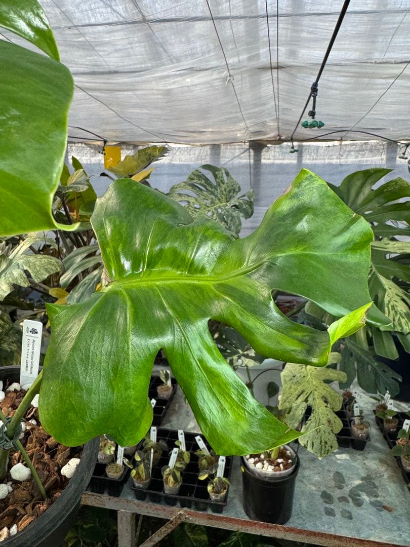 モンステラ　デリシオーサ　抹茶斑入り　グリーンオングリーン　美遺伝子株