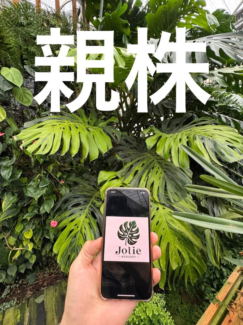 モンステラ　デリシオーサ　抹茶斑入り　グリーンオングリーン　美遺伝子株