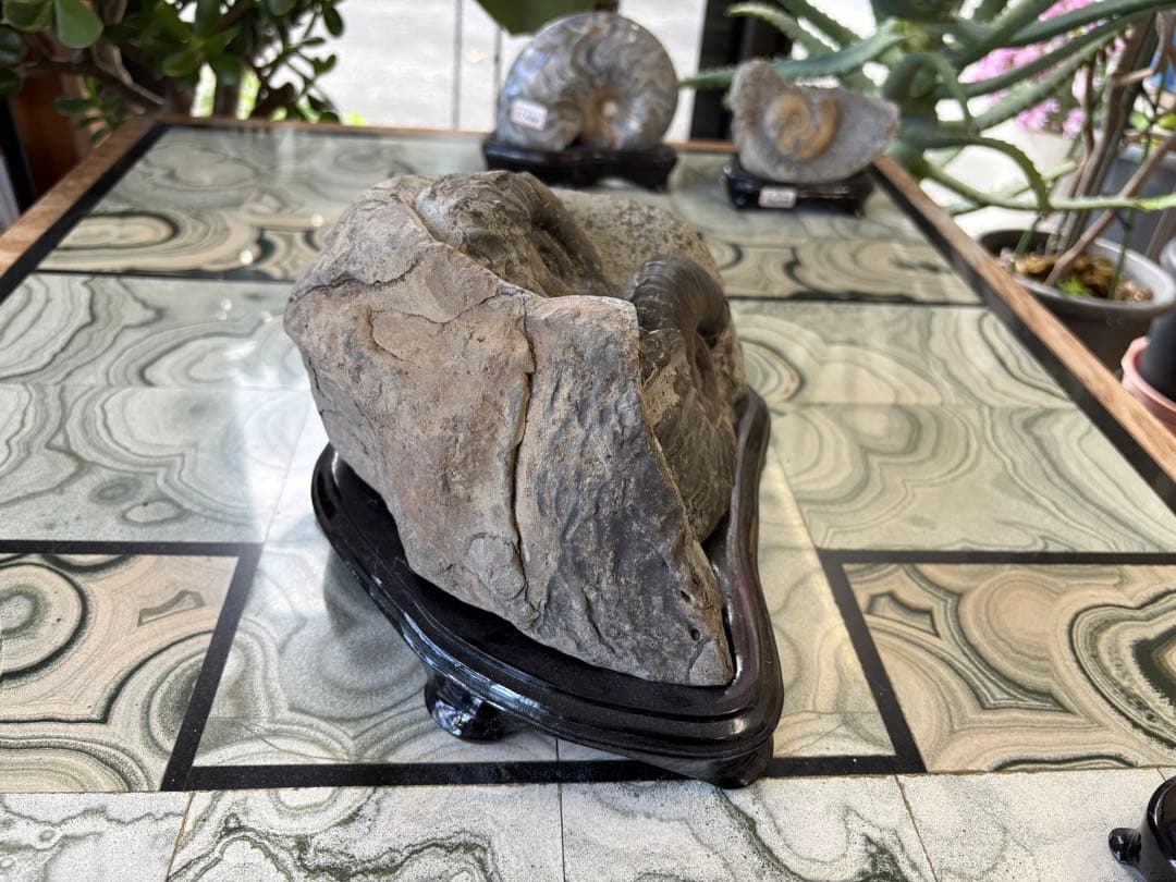 北海道　台付アンモナイト　化石　鉱石　希少　インテリア