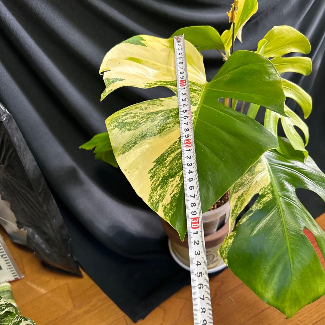 大株モンステラボルシギアナオーレア鉢植え発送!