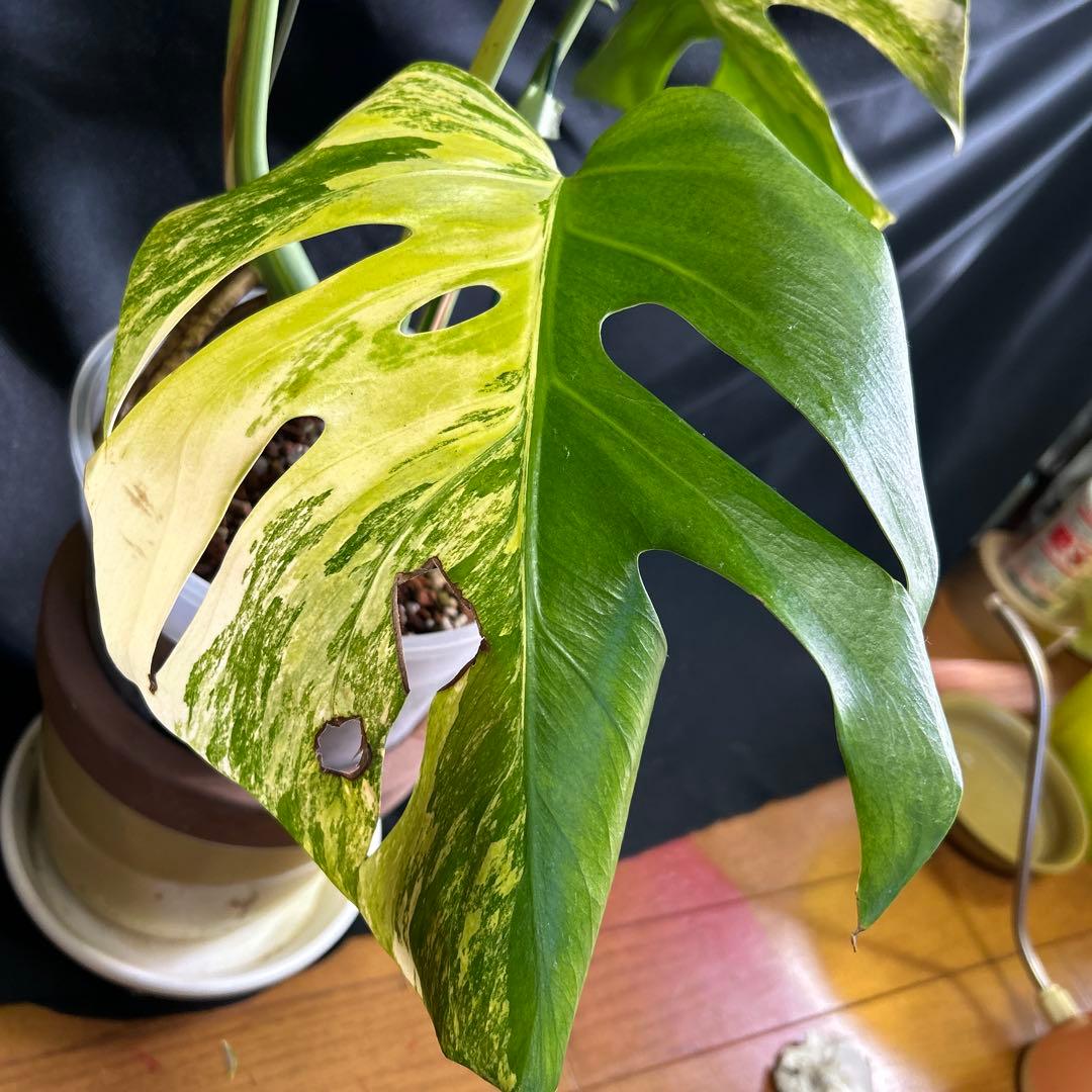 大株モンステラボルシギアナオーレア鉢植え発送!