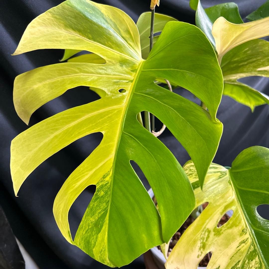 大株モンステラボルシギアナオーレア鉢植え発送!