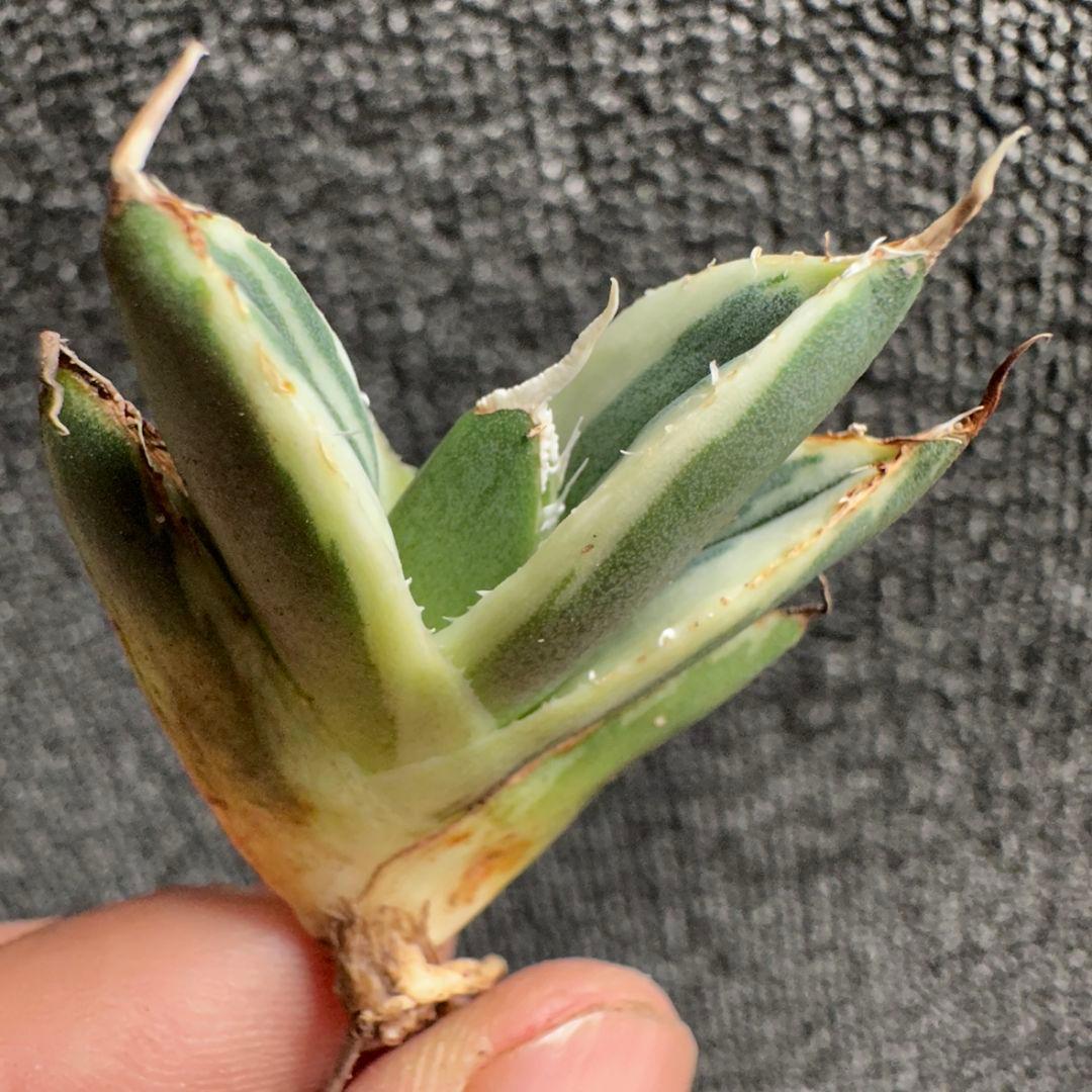 2186アガベ SAD 南アフリカダイヤモンド錦 覆輪斑 永久斑 7株セット