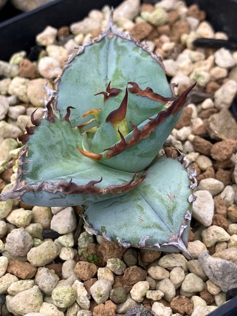 アガベ チタノタ ブルー 実生　鉢ごと発送