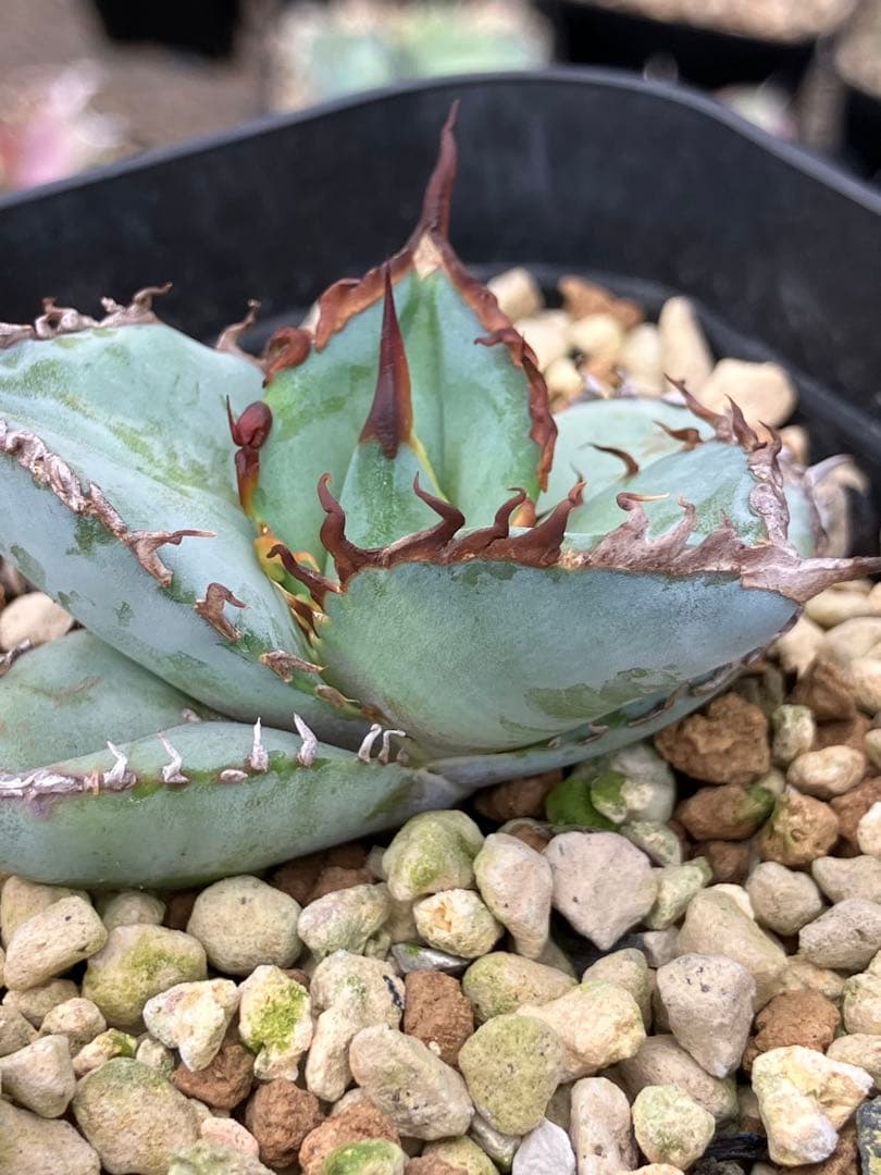 アガベ チタノタ ブルー 実生　鉢ごと発送