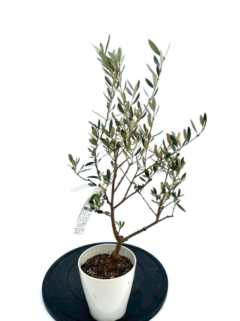 オリーブの木　アメリカン　5号　約65cm　NO.844　希少品種　現品掲載