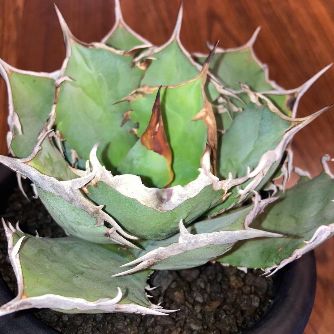 アガベ オテロイ オアハカ メキシコ産 現地株【現品・菊鉢付タグ付・メルカリ便】