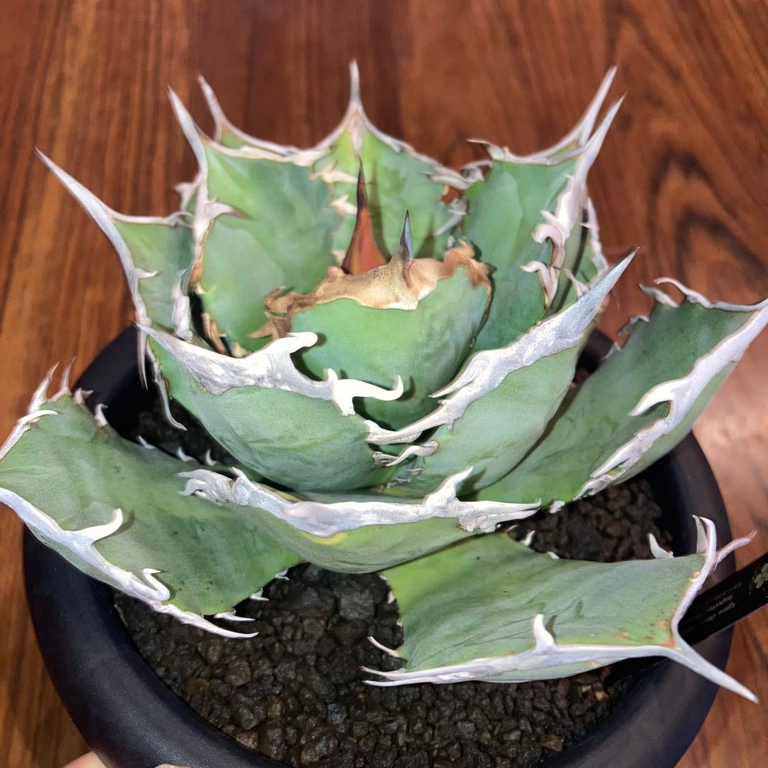 アガベ オテロイ オアハカ メキシコ産 現地株【現品・菊鉢付タグ付・メルカリ便】