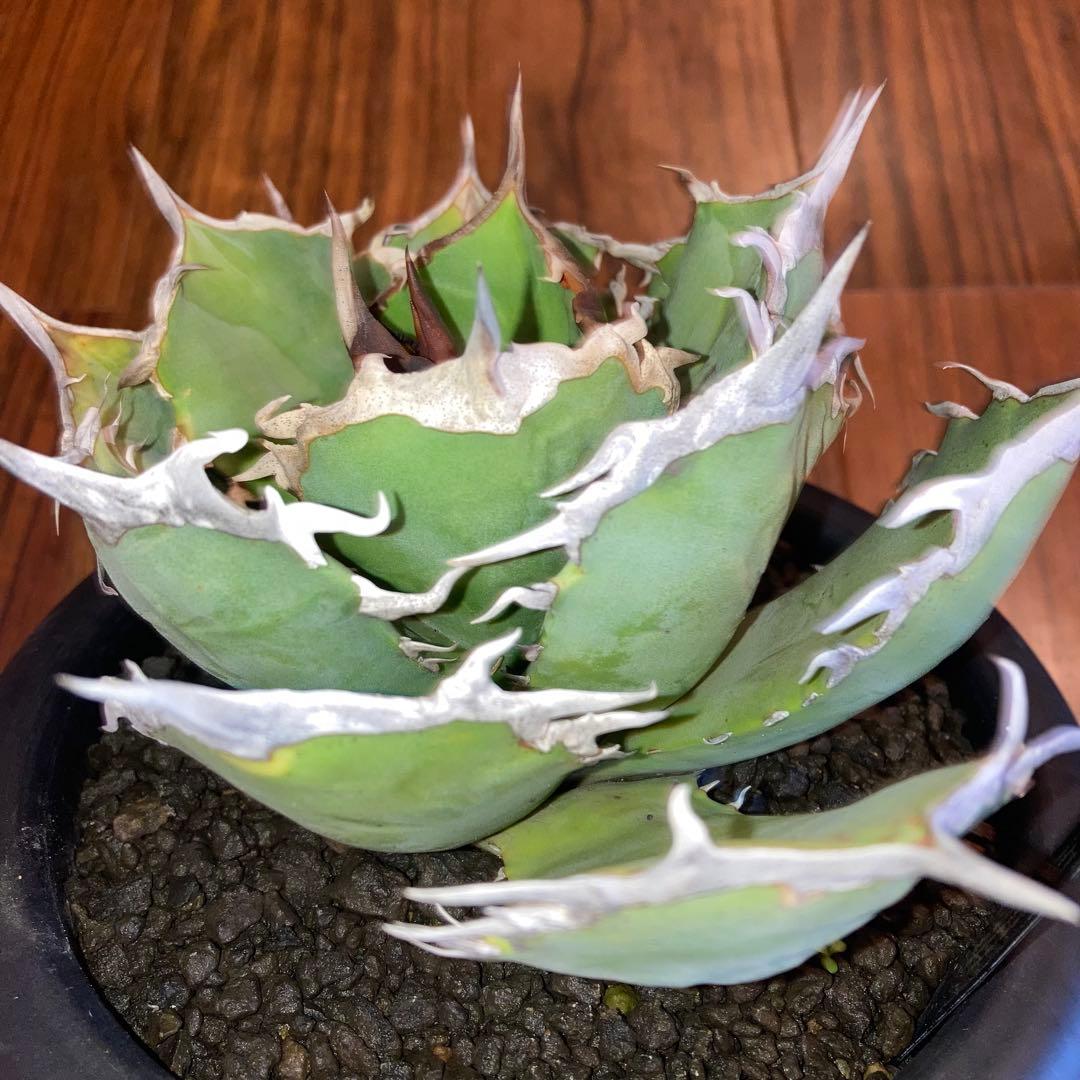 アガベ オテロイ オアハカ メキシコ産 現地株【現品・菊鉢付タグ付・メルカリ便】