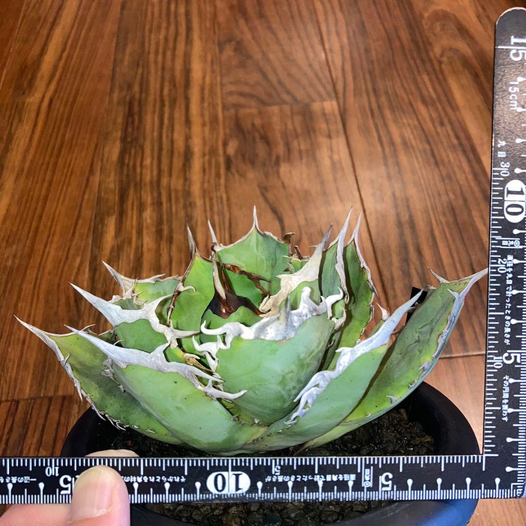 アガベ オテロイ オアハカ メキシコ産 現地株【現品・菊鉢付タグ付・メルカリ便】