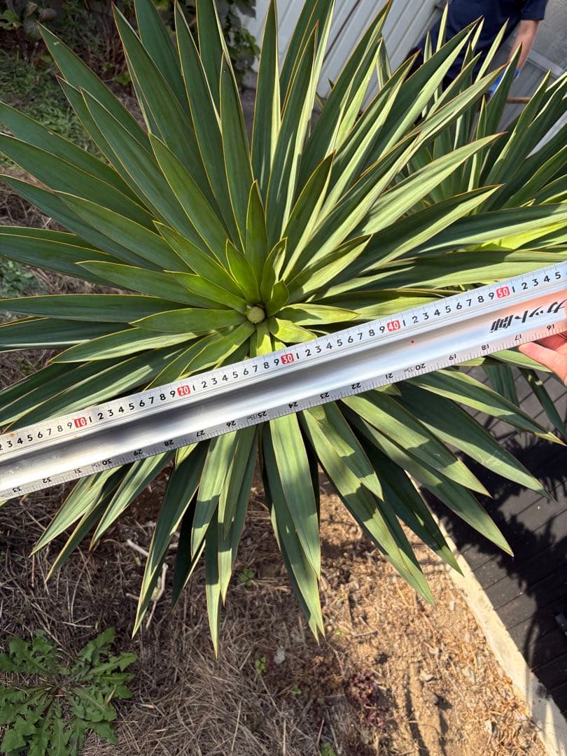 キミガヨラン　ユッカラン　2ヘッド　グロリオサ　ドライガーデン