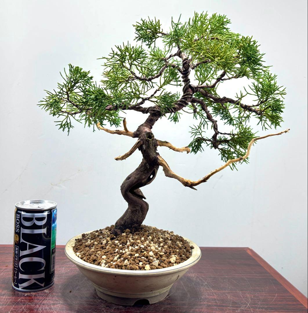 ト*ゲ様 【サービス☆オークション】真柏盆栽