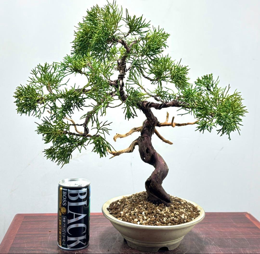 ト*ゲ様 【サービス☆オークション】真柏盆栽