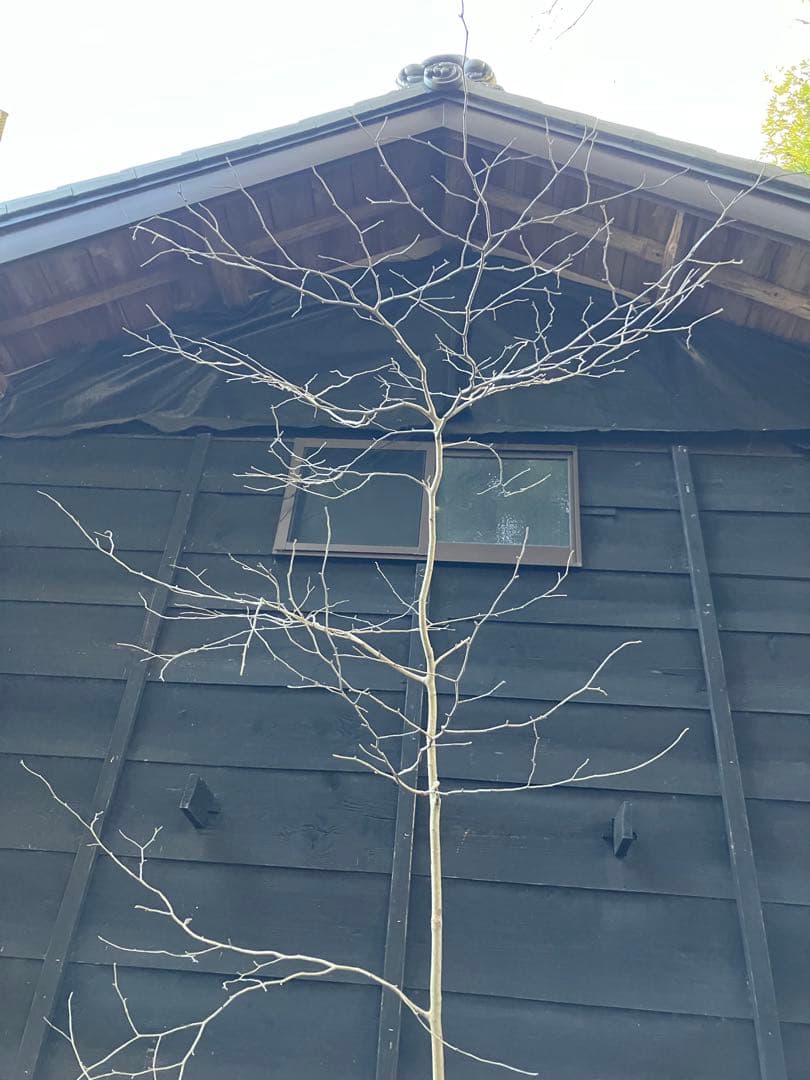 80 山採り　アオハダ