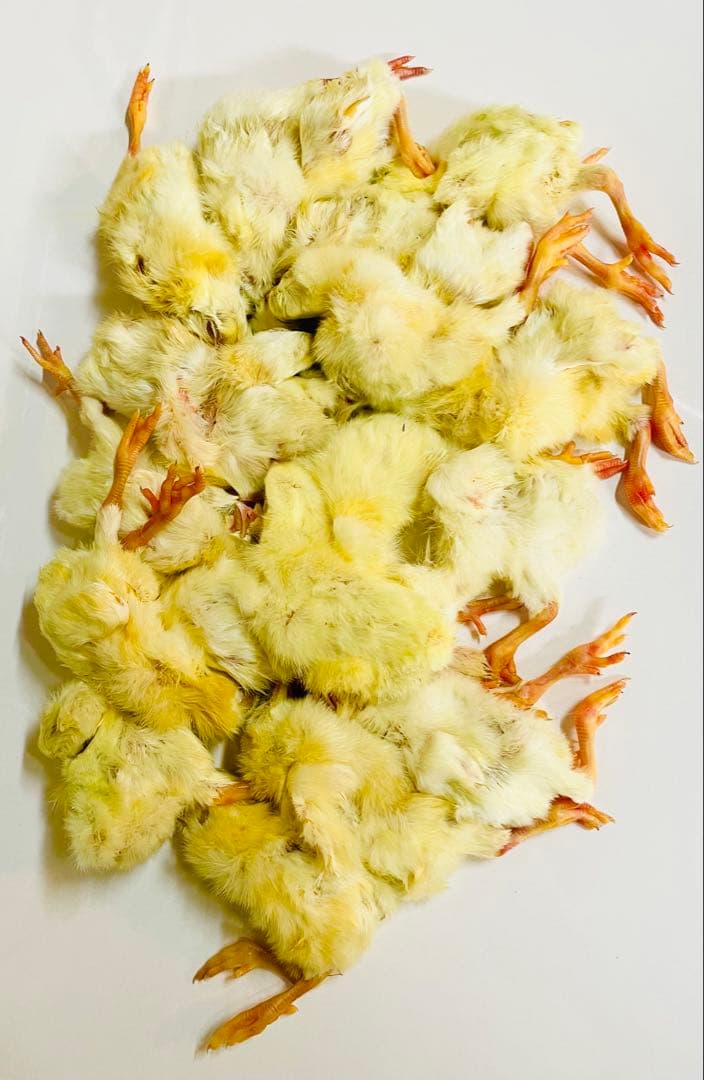 リピート購入、複数購入で＋10羽 送料無料 国産 新鮮安全 冷凍ひよこ 500羽