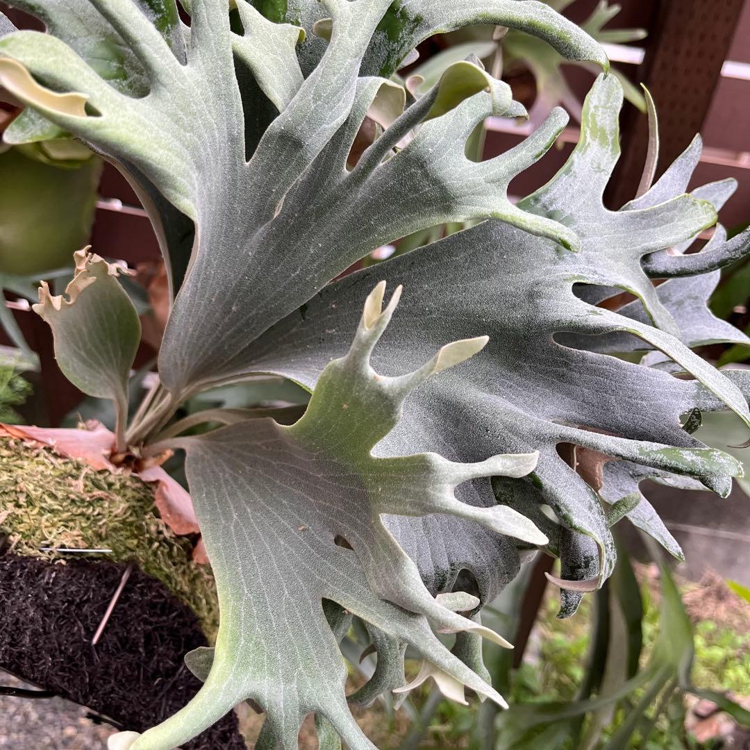 Hips ziriziri オススメ 癖強 子株 株分け ビカクシダ