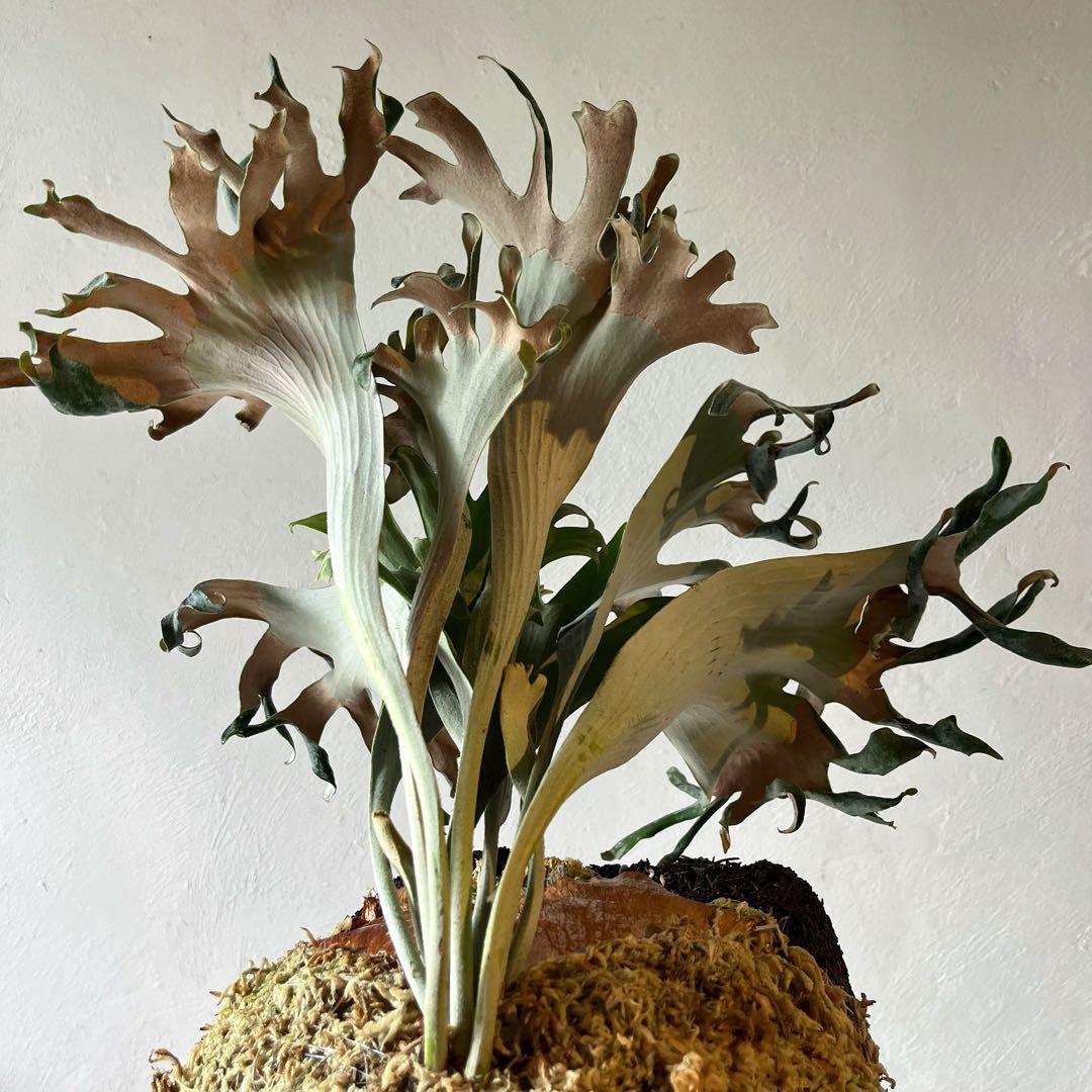 Hips ziriziri オススメ 癖強 子株 株分け ビカクシダ