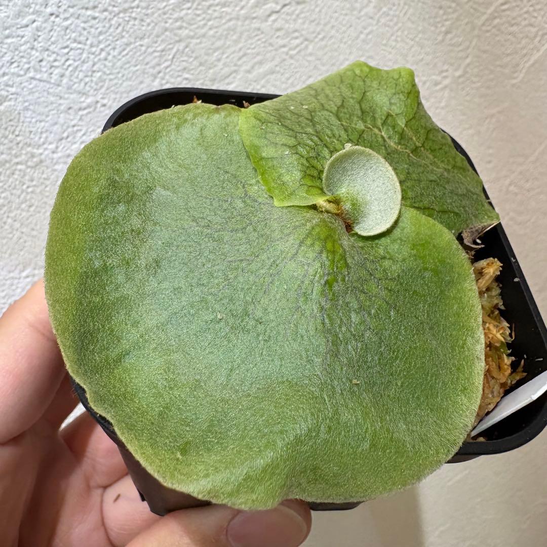 Hips ziriziri オススメ 癖強 子株 株分け ビカクシダ