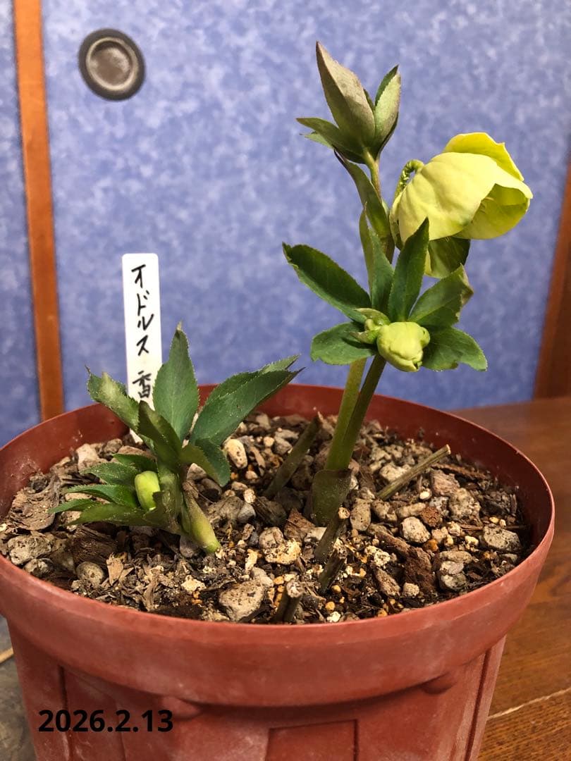 クリスマスローズ　原種　オドルス　緑　シングル　香り