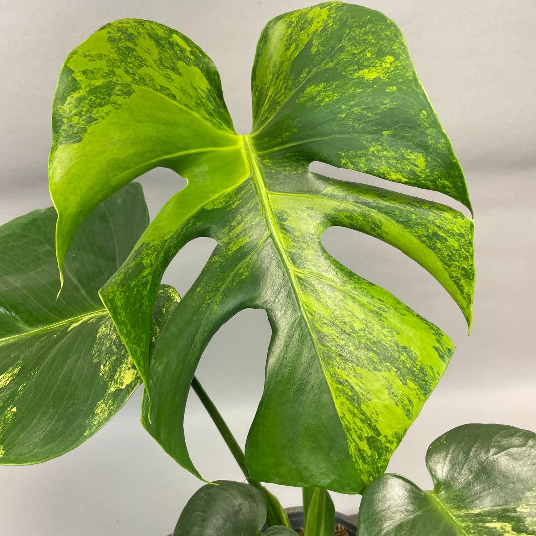 ぽ*ん様 lsw685モンステラデリシオーサ イエローマリリン