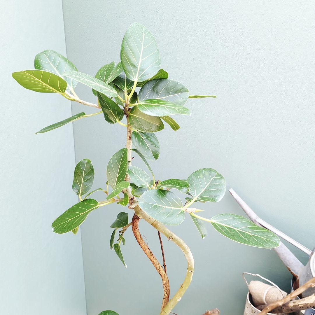 インテリアグリーン 曲がりベンガレンシス 根上がり 陶器 白 ７号