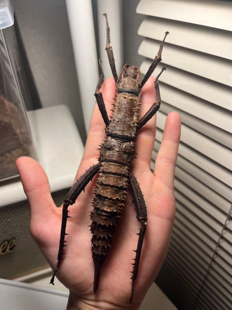 【特大♀】トゲアシフトナナフシオバケフトナナフシコノハムシカマキリバッタ直翅類