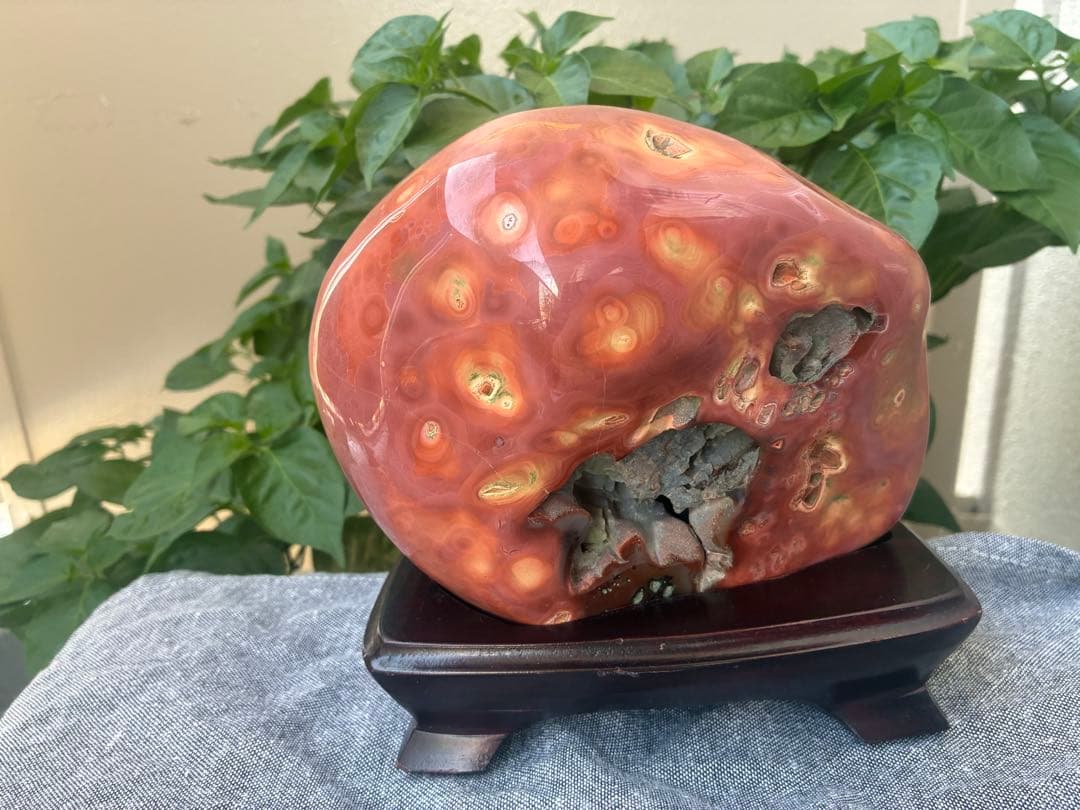 【激レア！梅干し風アゲート 】同心円状模様 木製台座付き磨き天然石