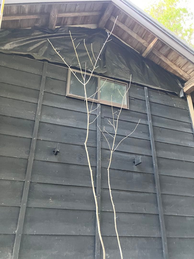 90 山採り　アオダモ