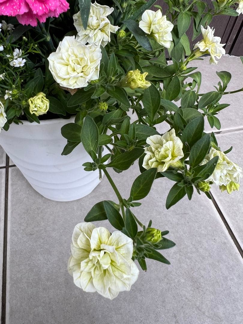 母の日のプレゼントにも♪ 寄せ植え　花■カーネーションの花束のような寄せ植え