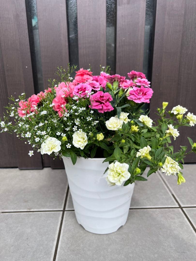 母の日のプレゼントにも♪ 寄せ植え　花■カーネーションの花束のような寄せ植え