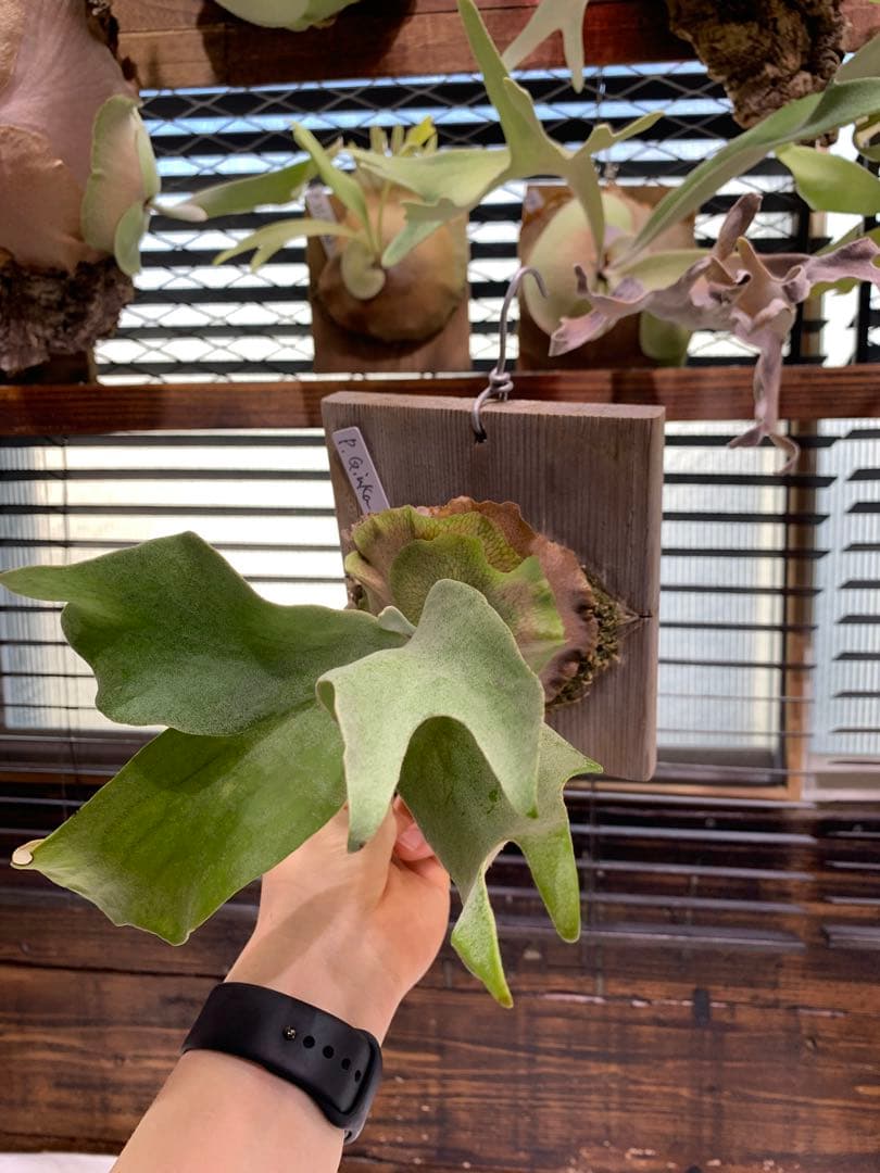 P.GINKA ギンカ 銀華 OC 大きめ子株