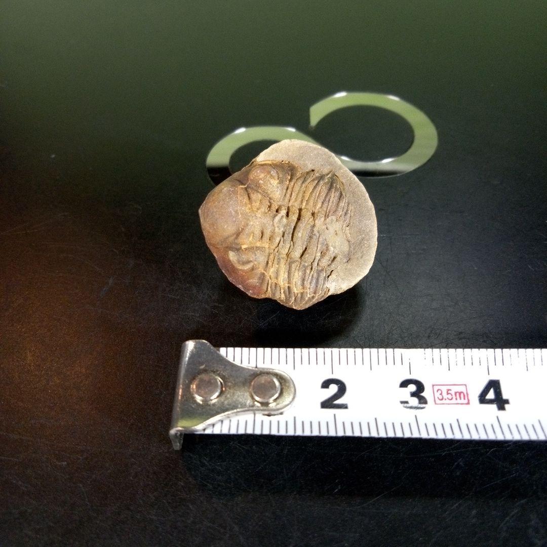 三葉虫　化石　fossil　ボリビア産　trilobite　海生動物個体④