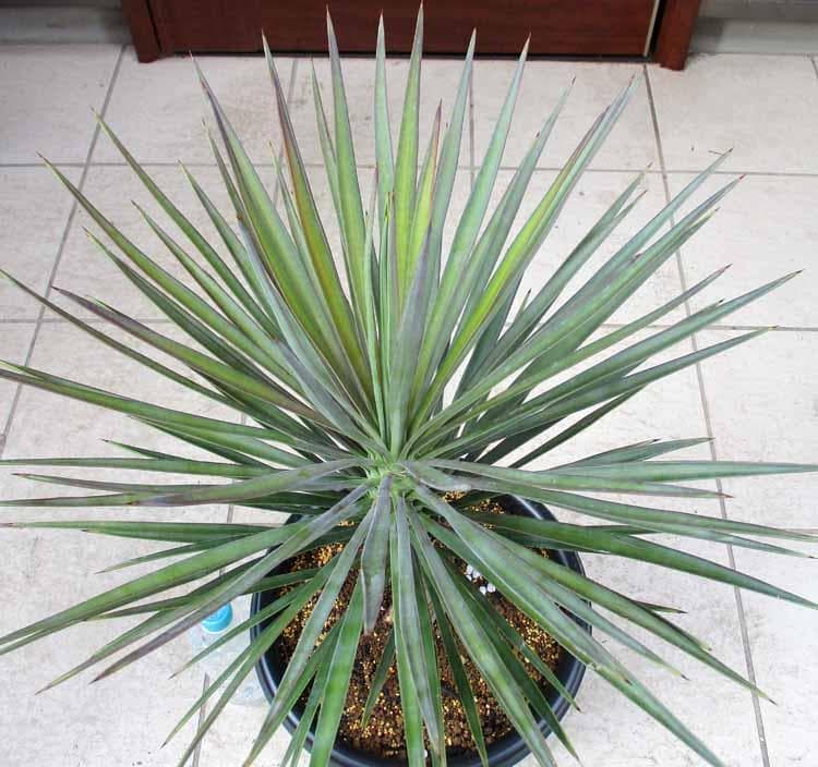 【現品】国内実生株　ユッカ・アロイフォリア　９号　Hお番