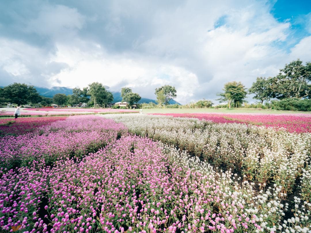 Laowa D-Dreamer 17mm F4 レンズ　GFXマウント 作例あり