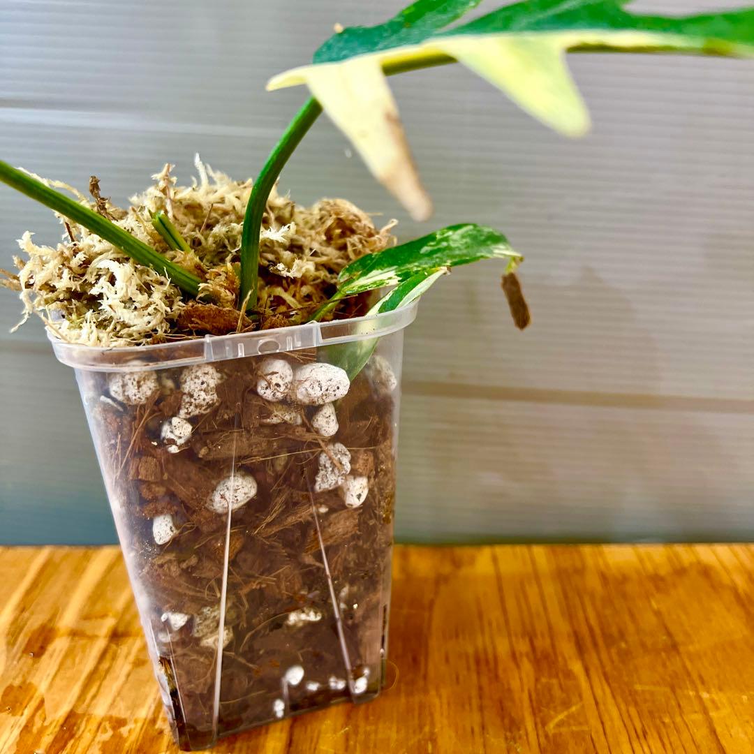 フィロデンドロン　フロリダビューティ × トータム　斑入り　ボトムカット　激安