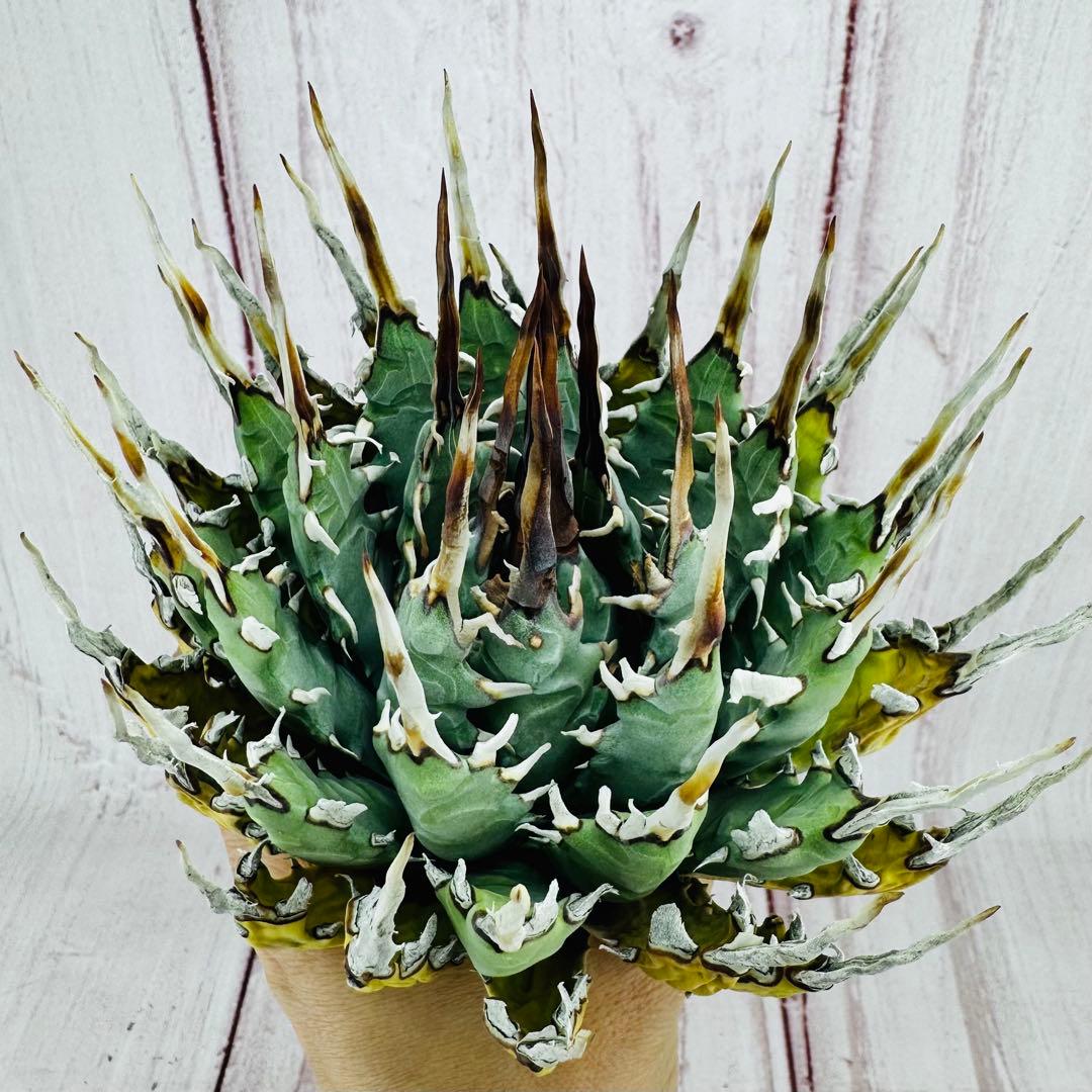 797 アガベ ユタエンシス エボリスピナ 変異 禾