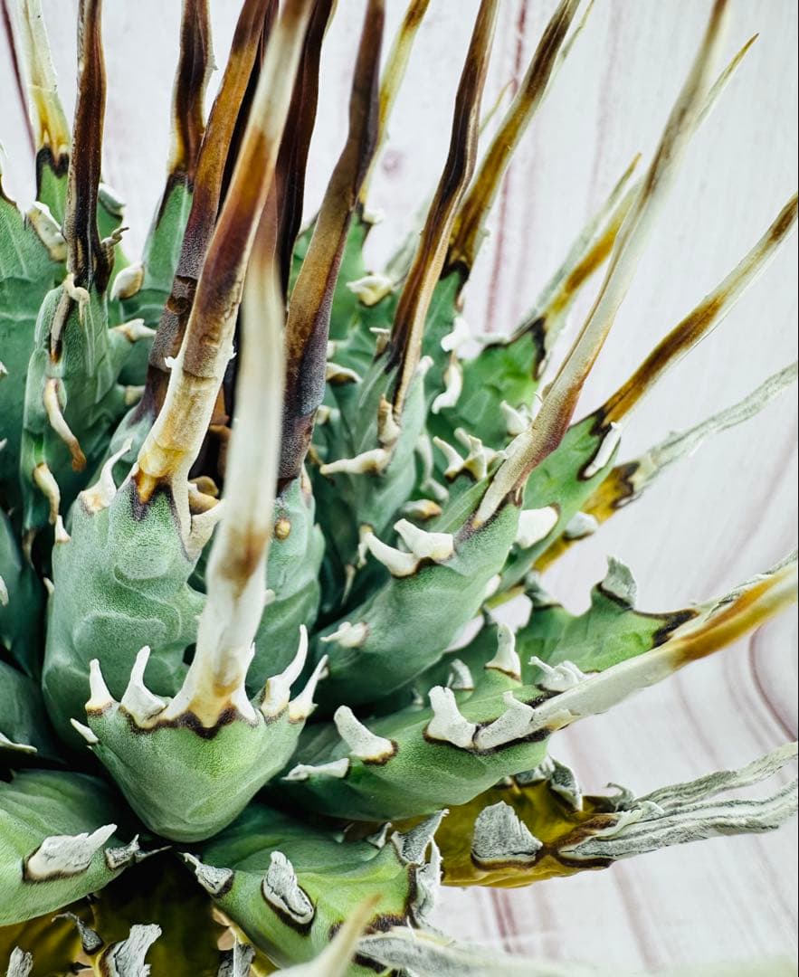 797 アガベ ユタエンシス エボリスピナ 変異 禾